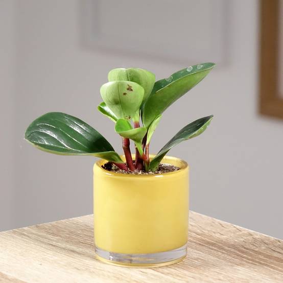 Peperomia Red Canyon Mini-plante
