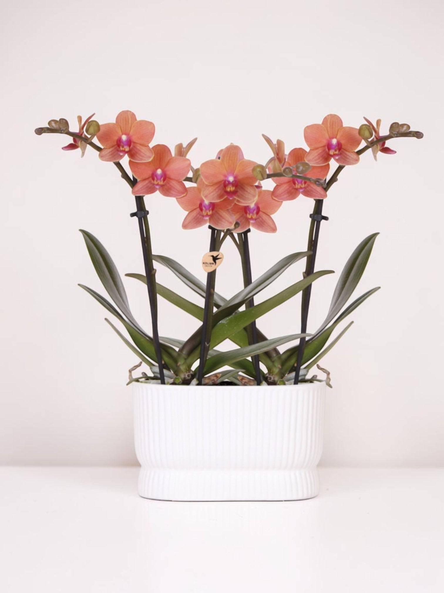 Set D'orchidées Diabolo Twin Blanc - H35cm - Image 1