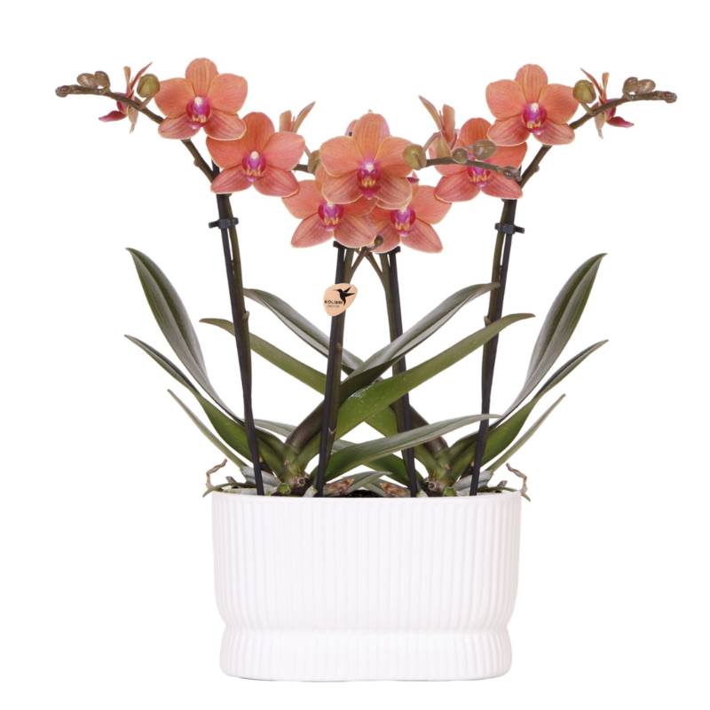 Set D'orchidées Diabolo Twin Blanc - H35cm - Image 3