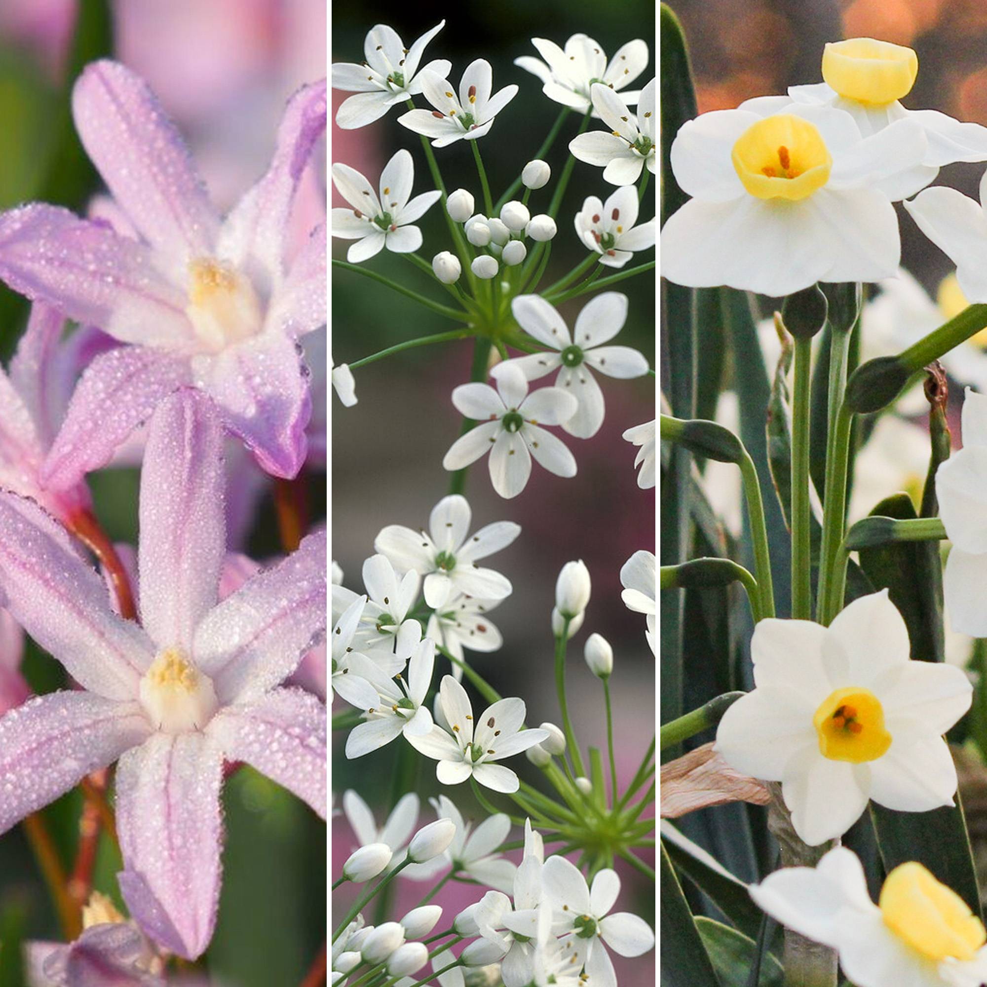 Gardenersdream - Jardin de bulbes Tulipe rose Allium Crocus Chionodoxa Allium Narcisse Bulbes à fleurs (125 bulbes) - Image 4