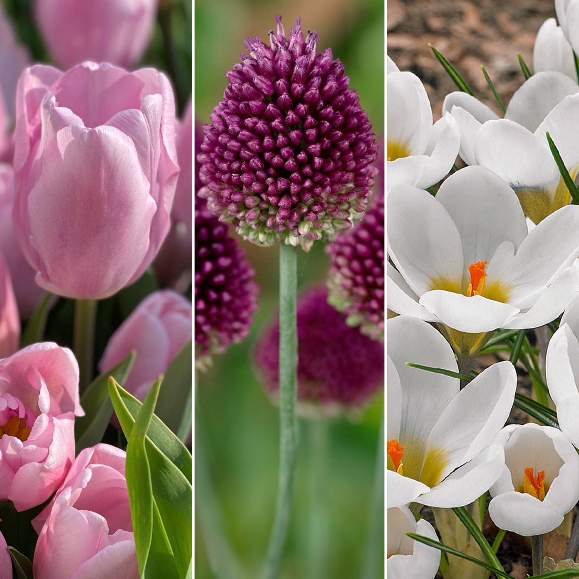 Gardenersdream - Jardin de bulbes Tulipe rose Allium Crocus Chionodoxa Allium Narcisse Bulbes à fleurs (125 bulbes) - Image 3