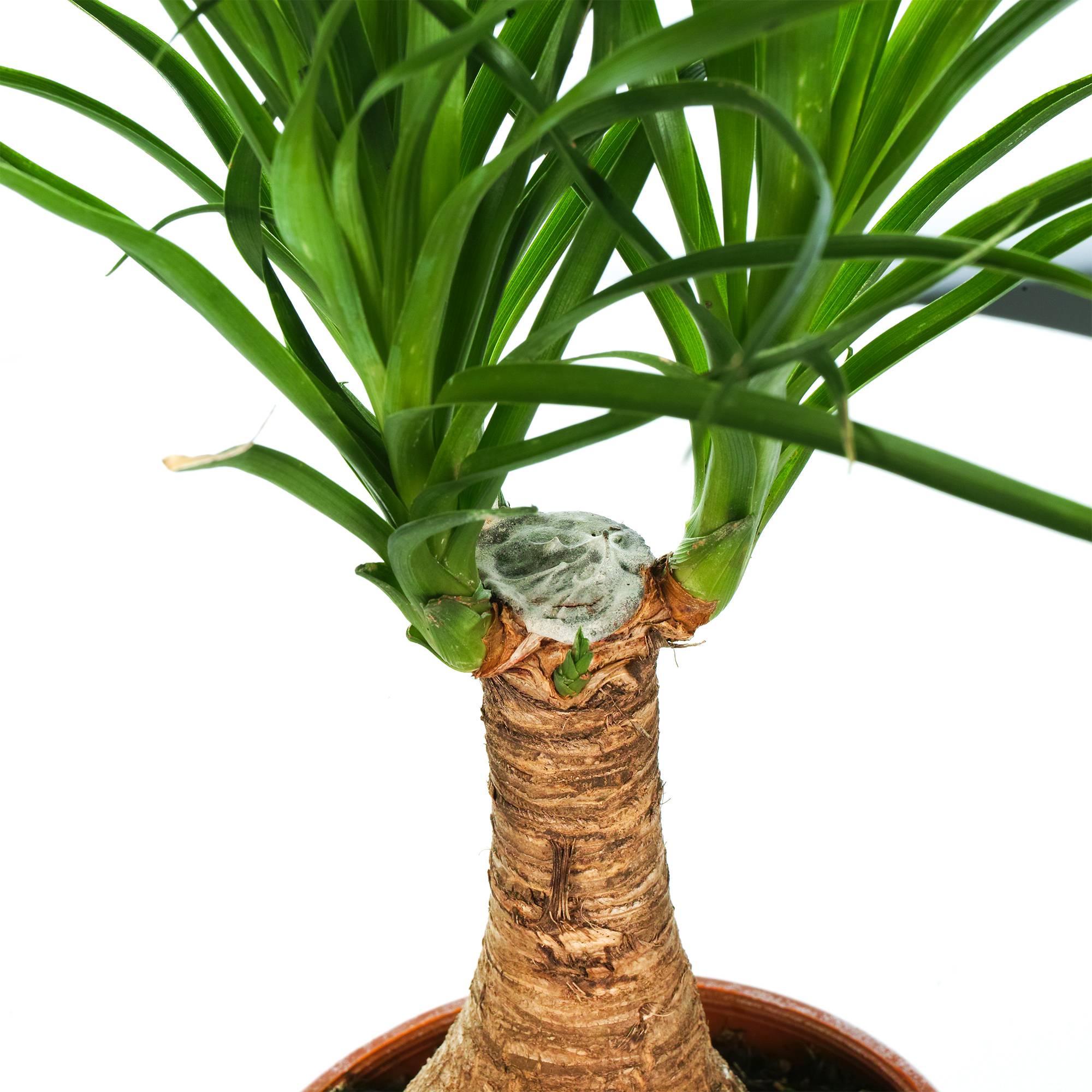 Gardenersdream - Noline Recourbée Beaucarnéa Arbre Bouteille Plante Pied D’Éléphant Pour La Maison Ou Le Bureau - GardenersDream - Image 2