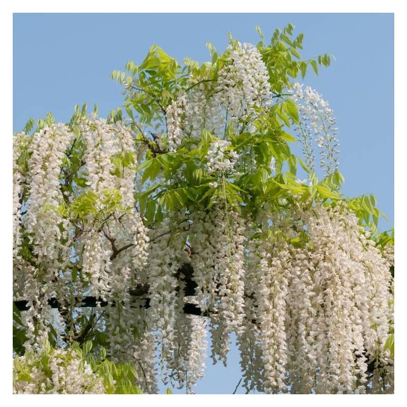 Glycine du Japon blanche à fleurs Blanche - feuillage Caduc - Pot de 1,5L - Tuteur bambou 30/60 cm-  hauteur à maturité De 5,00 m à 10,00 m - Image 7