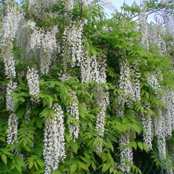 Glycine du Japon blanche à fleurs Blanche - feuillage Caduc - Pot de 1,5L - Tuteur bambou 30/60 cm- hauteur à maturité De 5,00 m à 10,00 m - Image 1