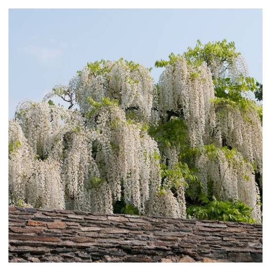 Glycine du Japon blanche à fleurs Blanche - feuillage Caduc - Pot de 1,5L - Tuteur bambou 30/60 cm- hauteur à maturité De 5,00 m à 10,00 m - Image 10