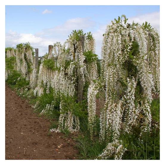 Glycine du Japon blanche à fleurs Blanche - feuillage Caduc - Pot de 1,5L - Tuteur bambou 30/60 cm- hauteur à maturité De 5,00 m à 10,00 m - Image 5