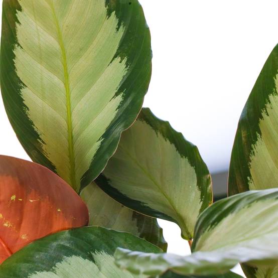 Gardenersdream - Calathea Picturata Argentea Plante D'Intérieur Panachée Argentée En Pot - GardenersDream - Image 2