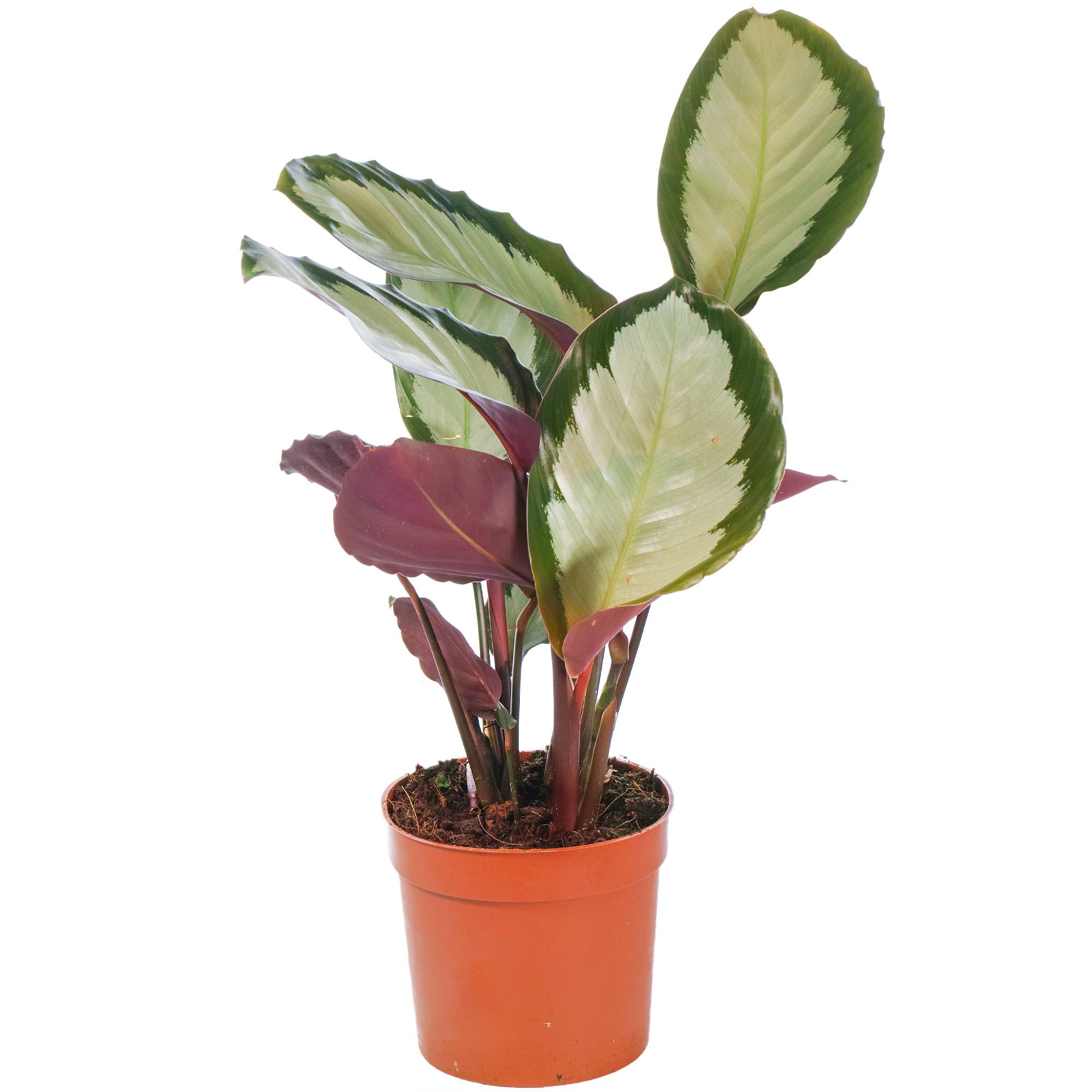 Gardenersdream - Calathea Picturata Argentea Plante D'Intérieur Panachée Argentée En Pot  - GardenersDream - Image 1