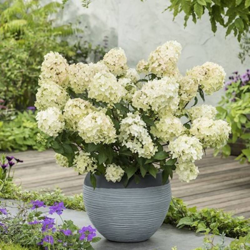 Hortensia paniculata PETITE® Star 'COUSTAR02', Hydrangea paniculata à fleurs Vert - feuillage Caduc - Pot de 4L - 20/40 cm-  hauteur à maturité De 0,5 - Image 1