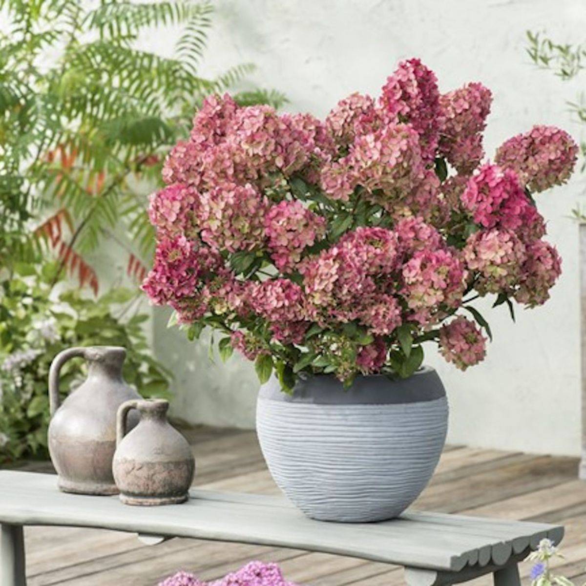 Hortensia paniculata PETITE® Star 'COUSTAR02', Hydrangea paniculata à fleurs Vert - feuillage Caduc - Pot de 4L - 20/40 cm-  hauteur à maturité De 0,5 - Image 3