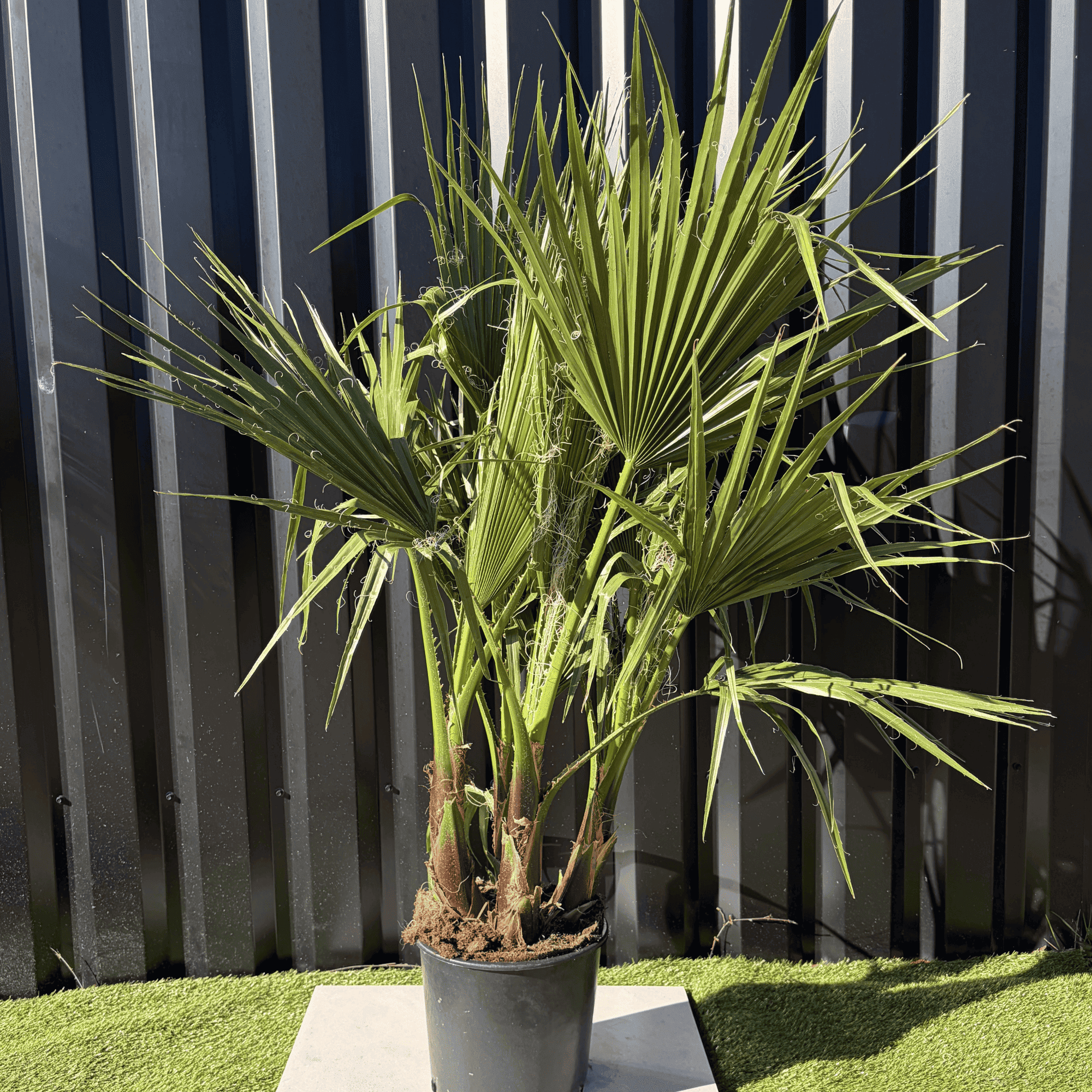 Palmier Washingtonia Robusta Multitroncs Hauteur.140 cm