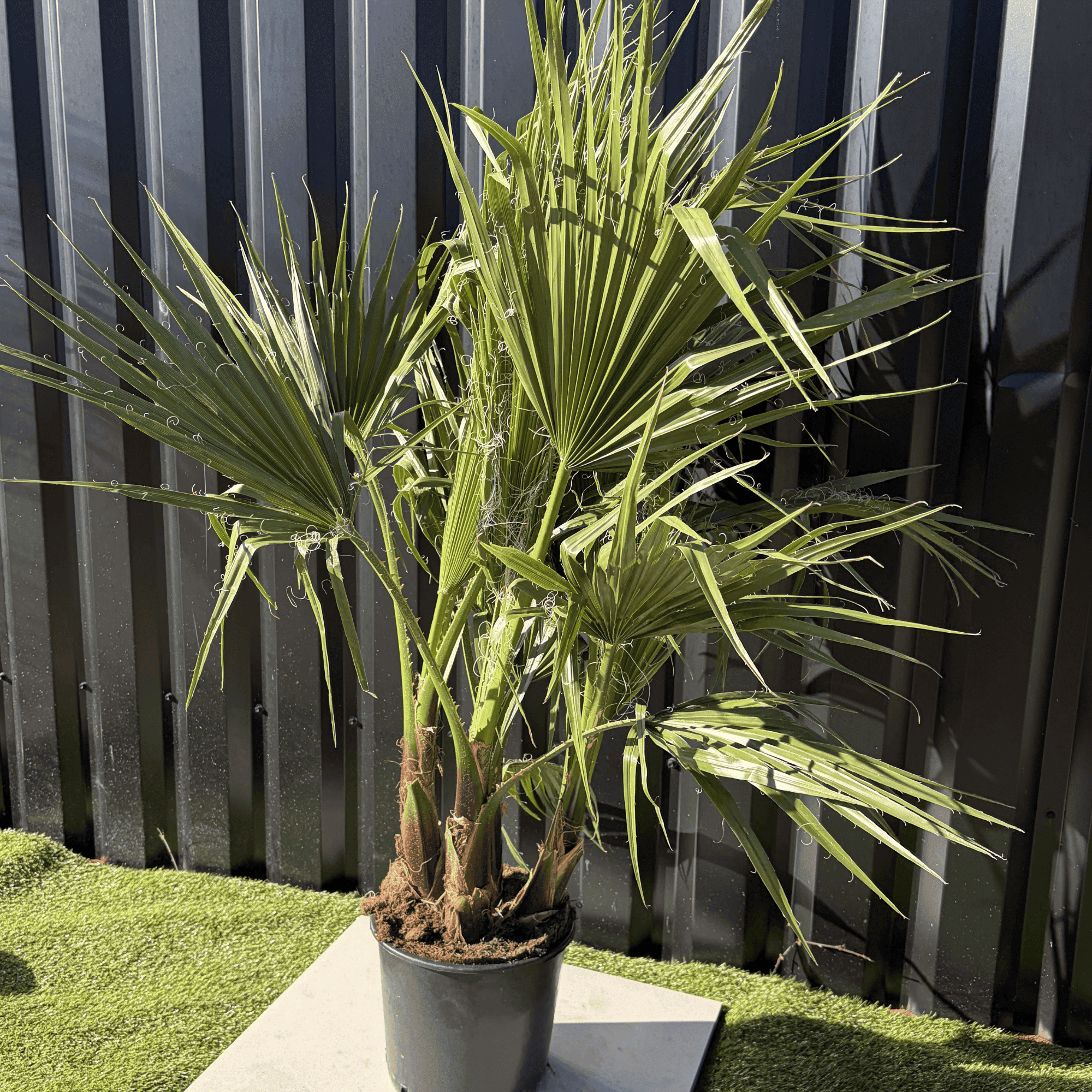 Palmier Washingtonia Robusta Multitroncs Hauteur.140 cm - Image 2