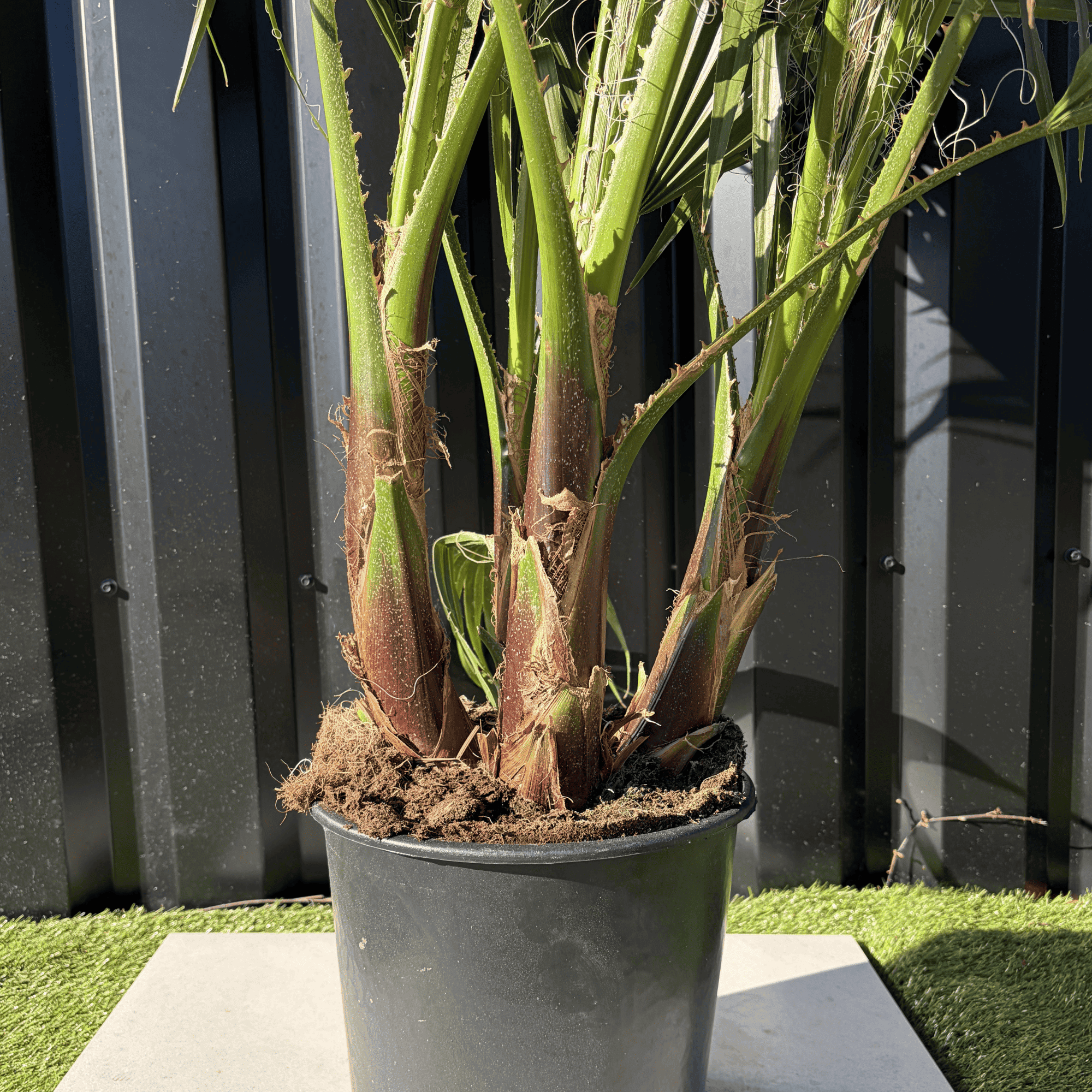 Palmier Washingtonia Robusta Multitroncs Hauteur.140 cm - Image 3