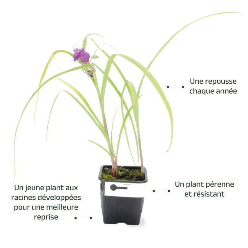 3 Ephémères de Virginie ou Misère 'Valour' (Tradescantia) - Lot de 3 vivaces - Pépinières Naudet - Image 3