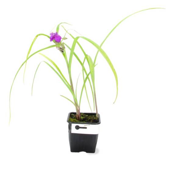 3 Ephémères de Virginie ou Misère 'Valour' (Tradescantia) - Lot de 3 vivaces - Pépinières Naudet - Image 2
