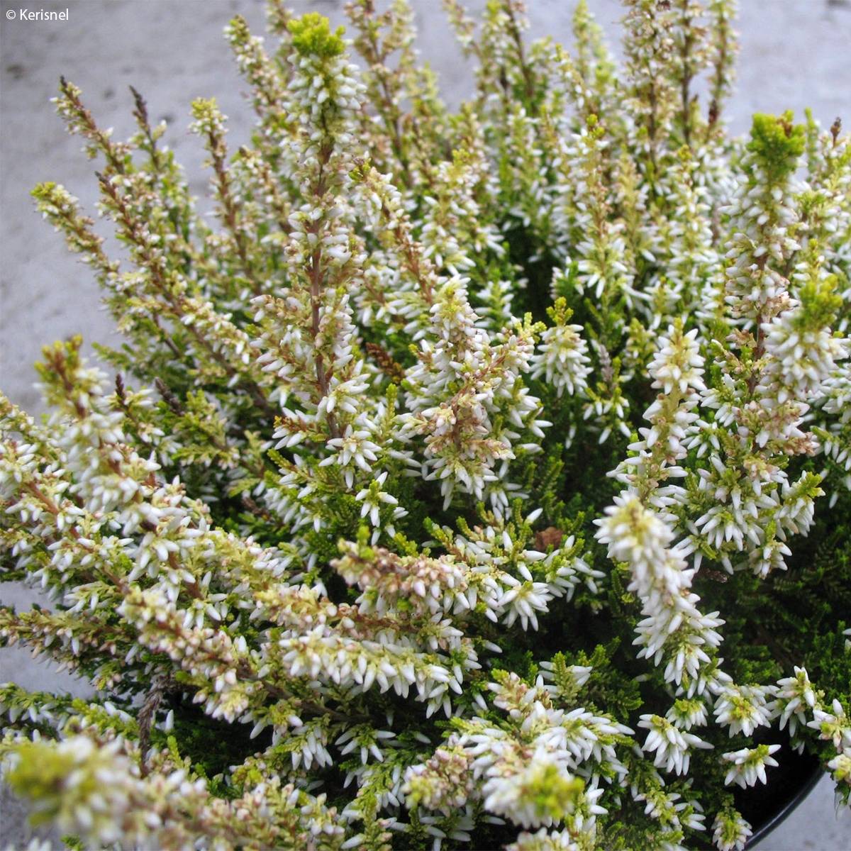 Bruyère d'été - Calluna vulgaris Sandy  Pot de 1L/1,5L