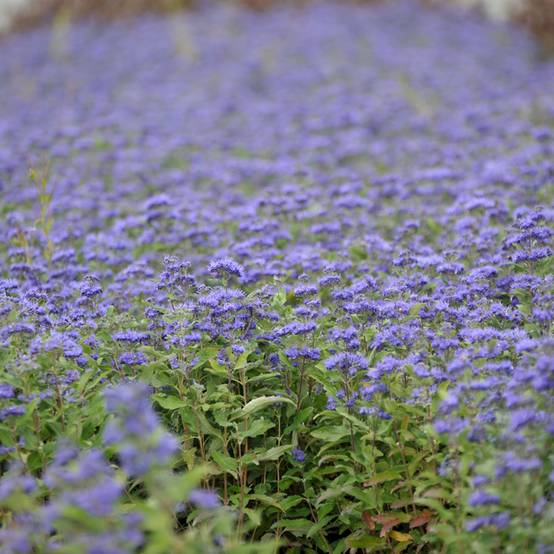 Caryopteris Grand Bleu - Spirée bleue Pot de 2L/3L - Image 1