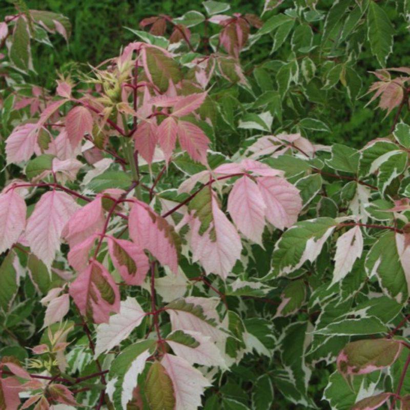 Érable à feuilles de frêne 'Flamingo' (Acer negundo 'Flamingo') - Godet 9cm - Pépinières Naudet - Image 1