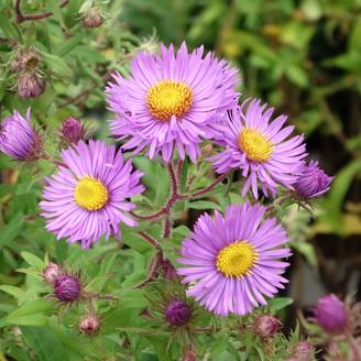 Aster novae angliae Barrs Blue - Aster grand d'automne Godet de 8/9 cm