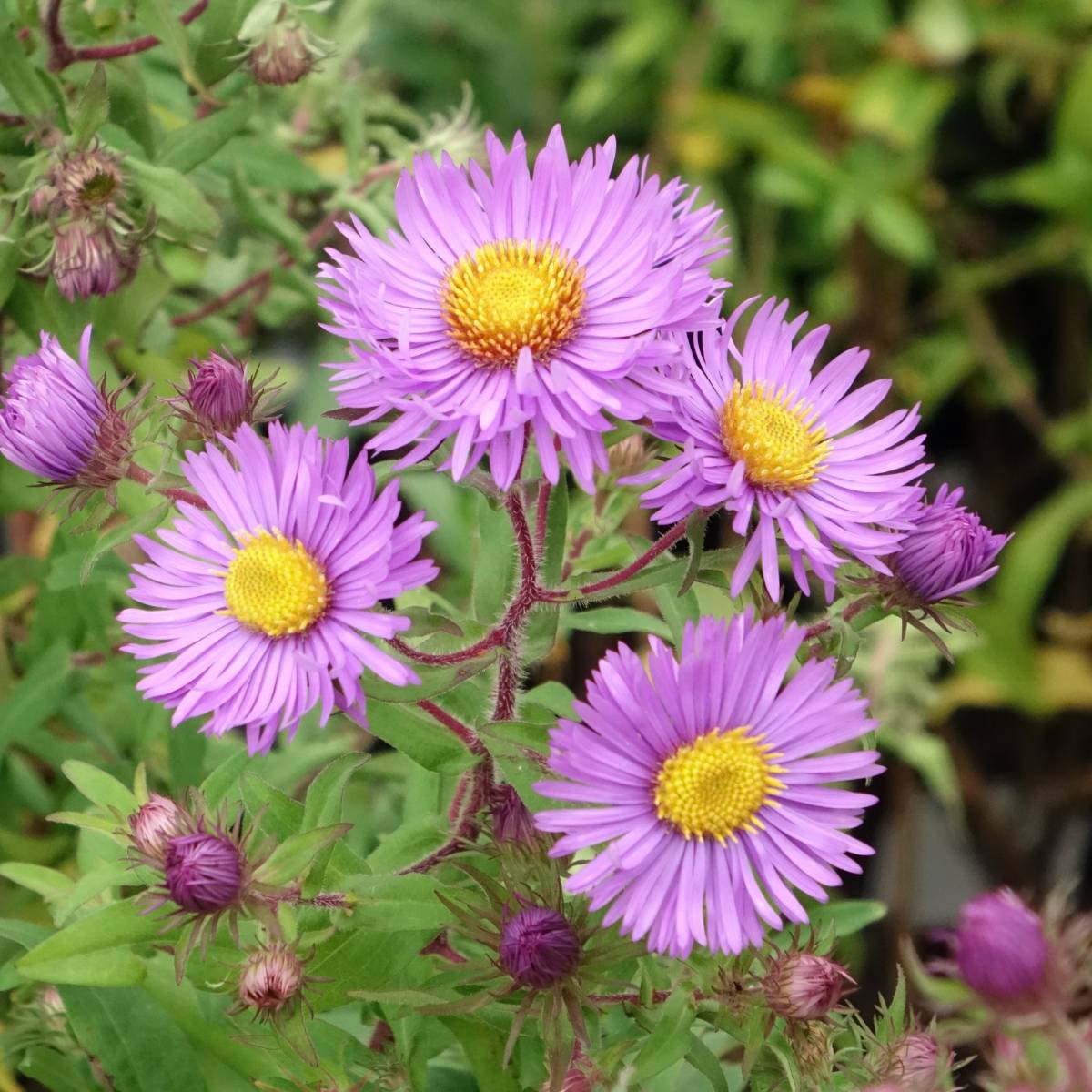 Aster novae angliae Barrs Blue - Aster grand d'automne Godet de 8/9 cm