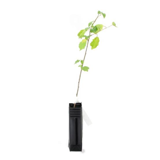 Merisier (Prunus avium) - Godet - Taille 20/40cm - Pépinières Naudet - Image 3