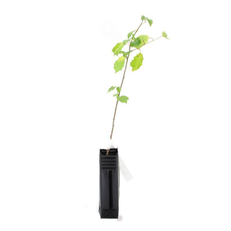 Merisier (Prunus avium) - Godet - Taille 20/40cm - Pépinières Naudet - Image 3