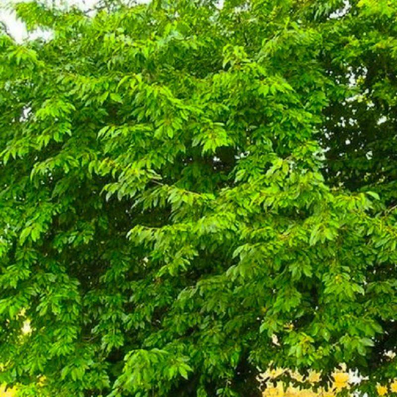 Merisier (Prunus avium) - Godet - Taille 20/40cm - Pépinières Naudet - Image 1