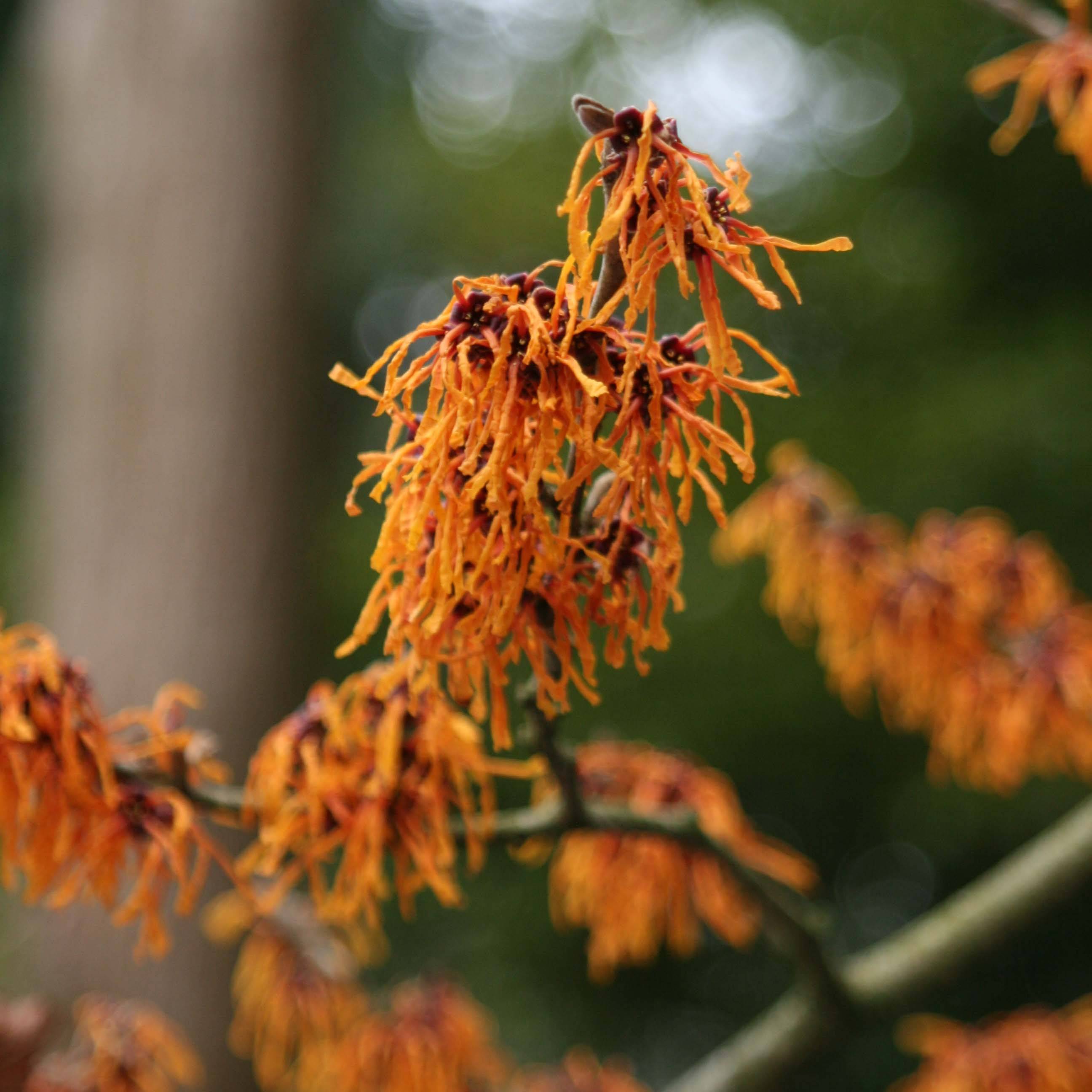 Promesse de Fleurs - Hamamelis (x) intermedia Aphrodite - Noisetier de sorcière Pot de 3L/4L - Image 1