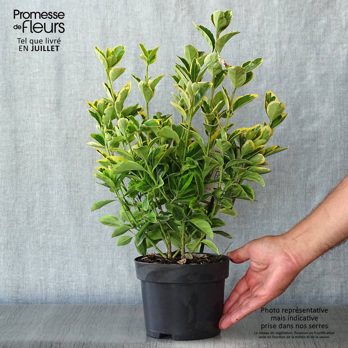 Euonymus japonicus Aureomarginatus - Fusain du Japon Pot de 2L/3L - Image 2