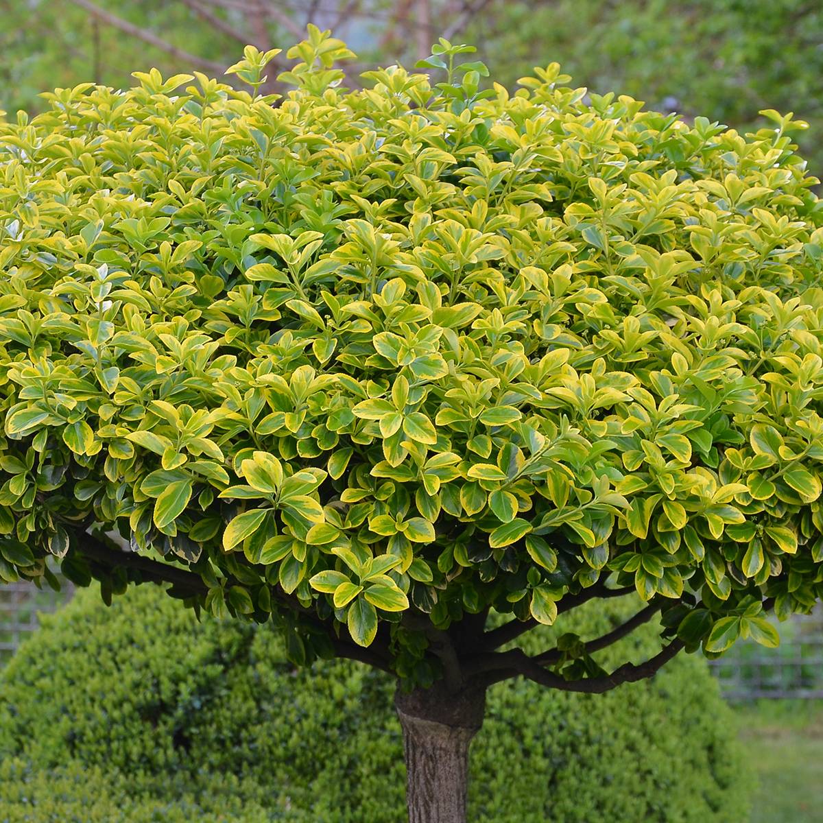 Euonymus japonicus Aureomarginatus - Fusain du Japon Pot de 2L/3L - Image 1