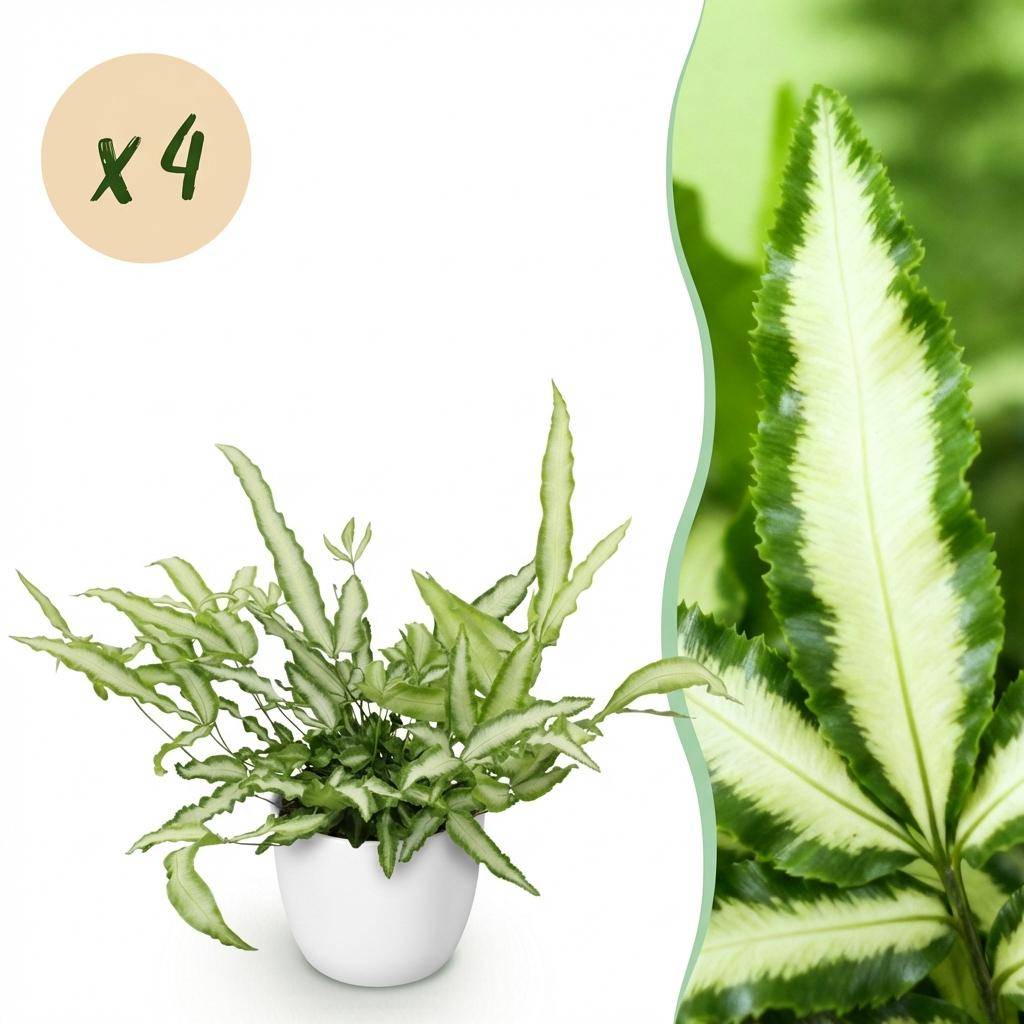 Pteris cretica Albolineata - Pet-friendly - Plante fougère - Pot de 12cm - Hauteur 20-30cm - 4 plantes - Blanc - Plantes d'intérieur - Image 1