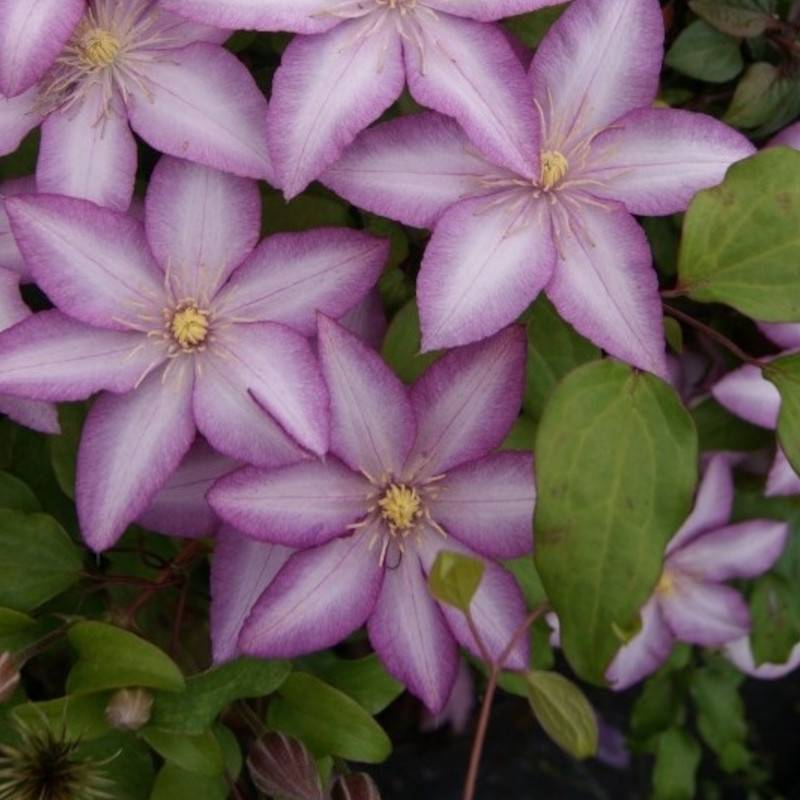 Clématite Morning Star® 'Zoklako' à fleurs Blanche - feuillage Caduc - Pot de 2L - Tuteur bambou 60/90 cm-  hauteur à maturité De 1,50 m à 2,00 m - Image 6