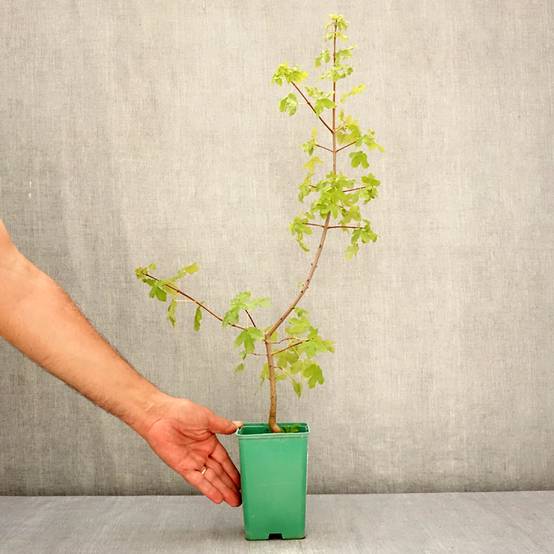 Promesse de Fleurs - Erable de Montpellier - Acer monspessulanum Pot de 10 cm/11cm - Image 2
