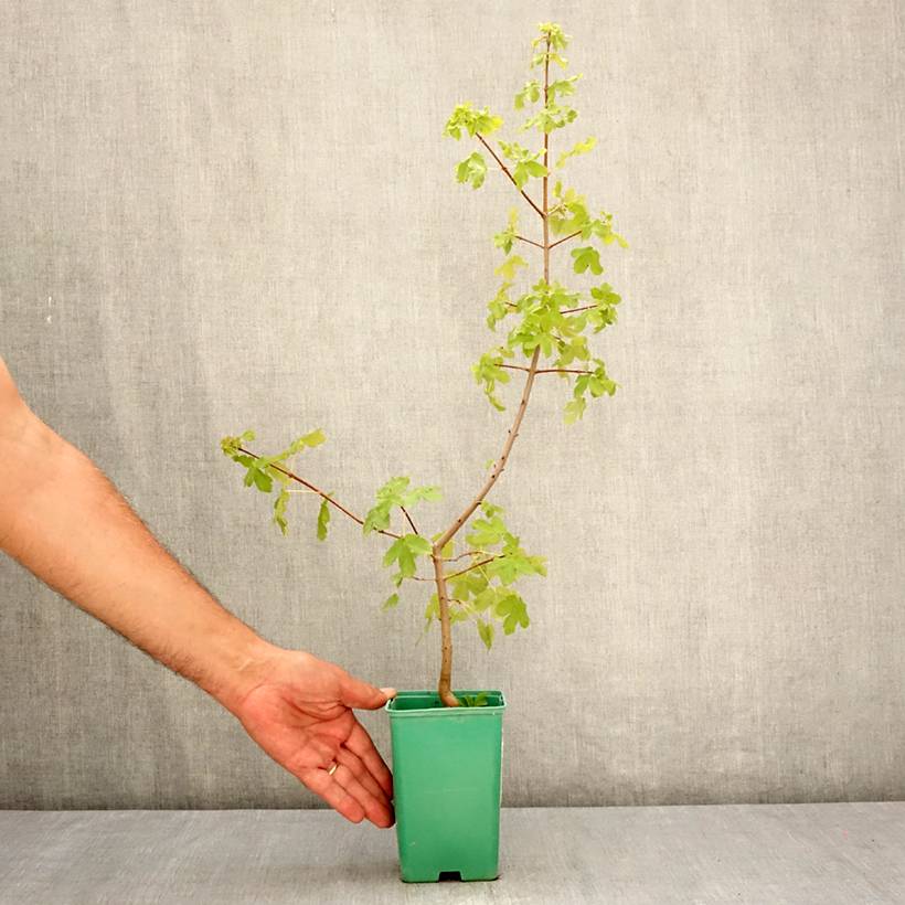 Promesse de Fleurs - Erable de Montpellier - Acer monspessulanum Pot de 10 cm/11cm - Image 2