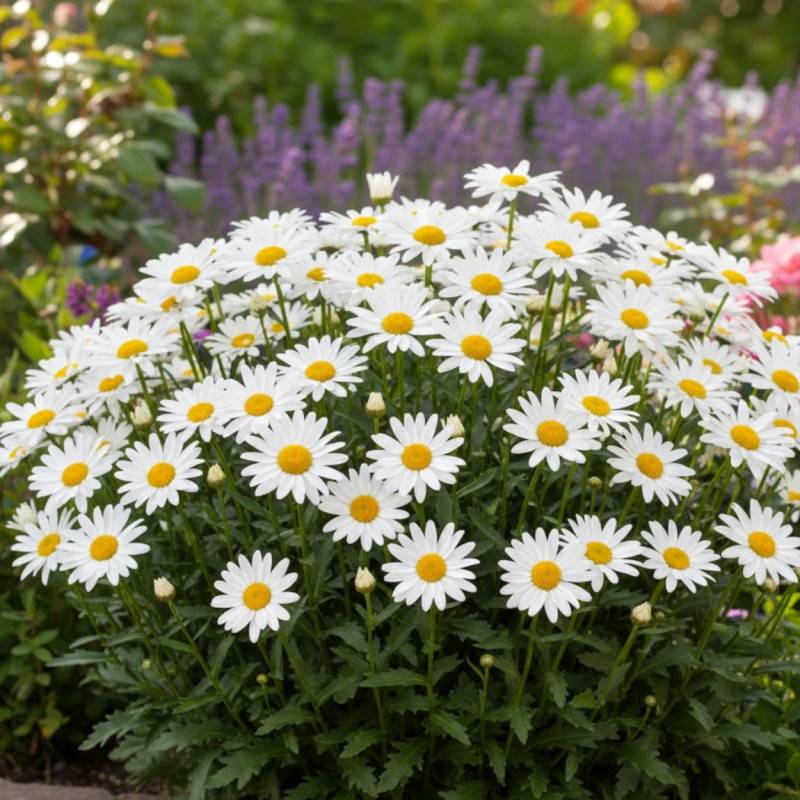 Marguerite d'été à fleurs Blanche/ - feuillage Caduc - Godet - 5/20 cm