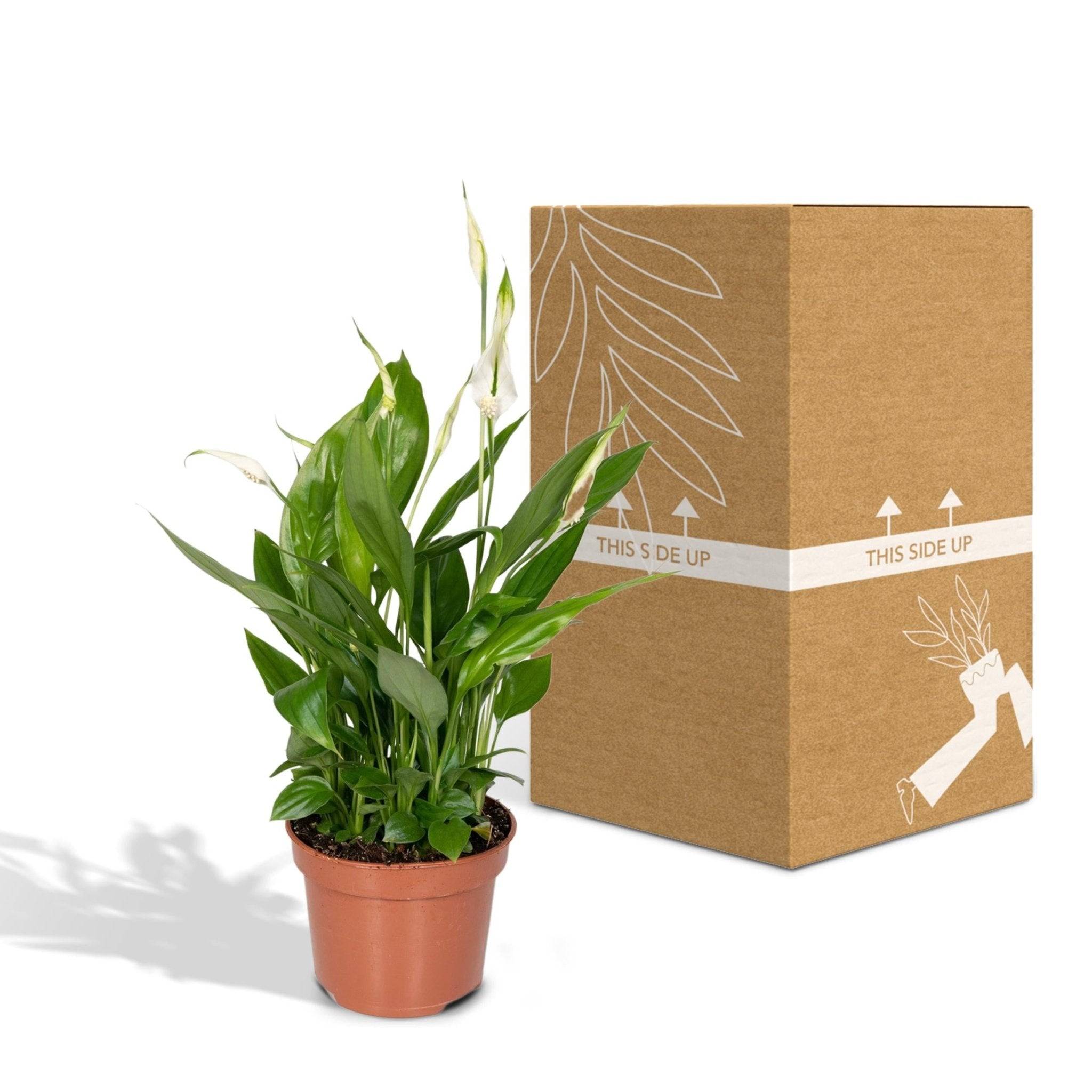 Spathiphyllum H45cm - D12 H45cm - Image 4