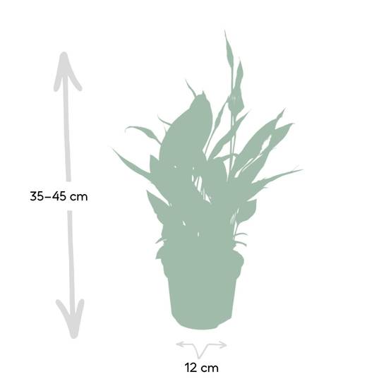 Spathiphyllum H45cm - D12 H45cm - Image 3