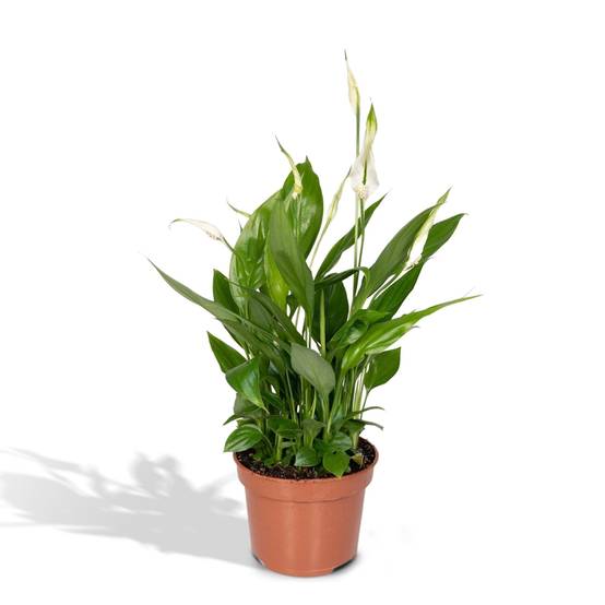 Spathiphyllum H45cm - D12 H45cm - Image 1