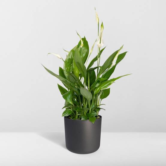 Spathiphyllum H45cm - D12 H45cm - Image 6