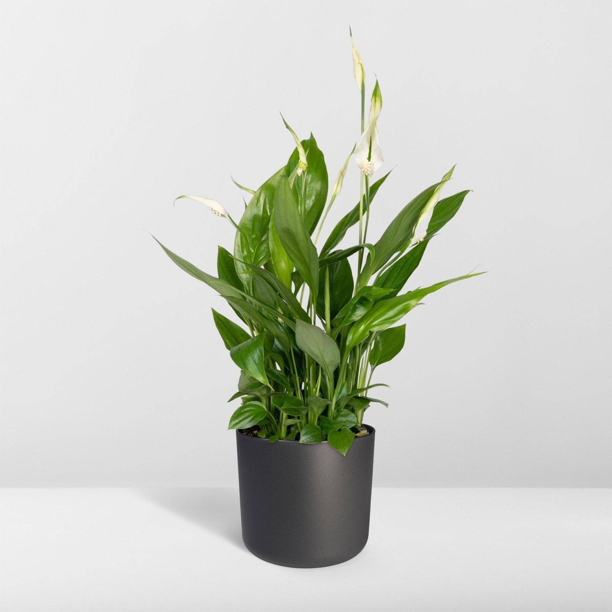 Spathiphyllum H45cm - D12 H45cm - Image 6