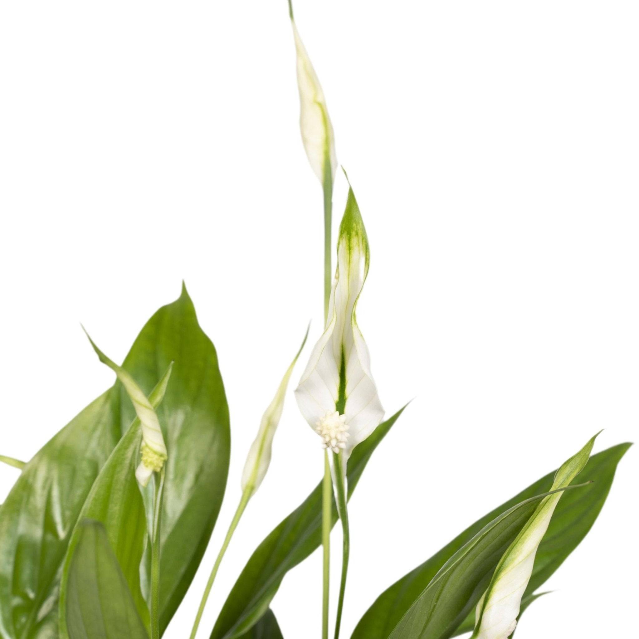 Spathiphyllum H45cm - D12 H45cm - Image 2