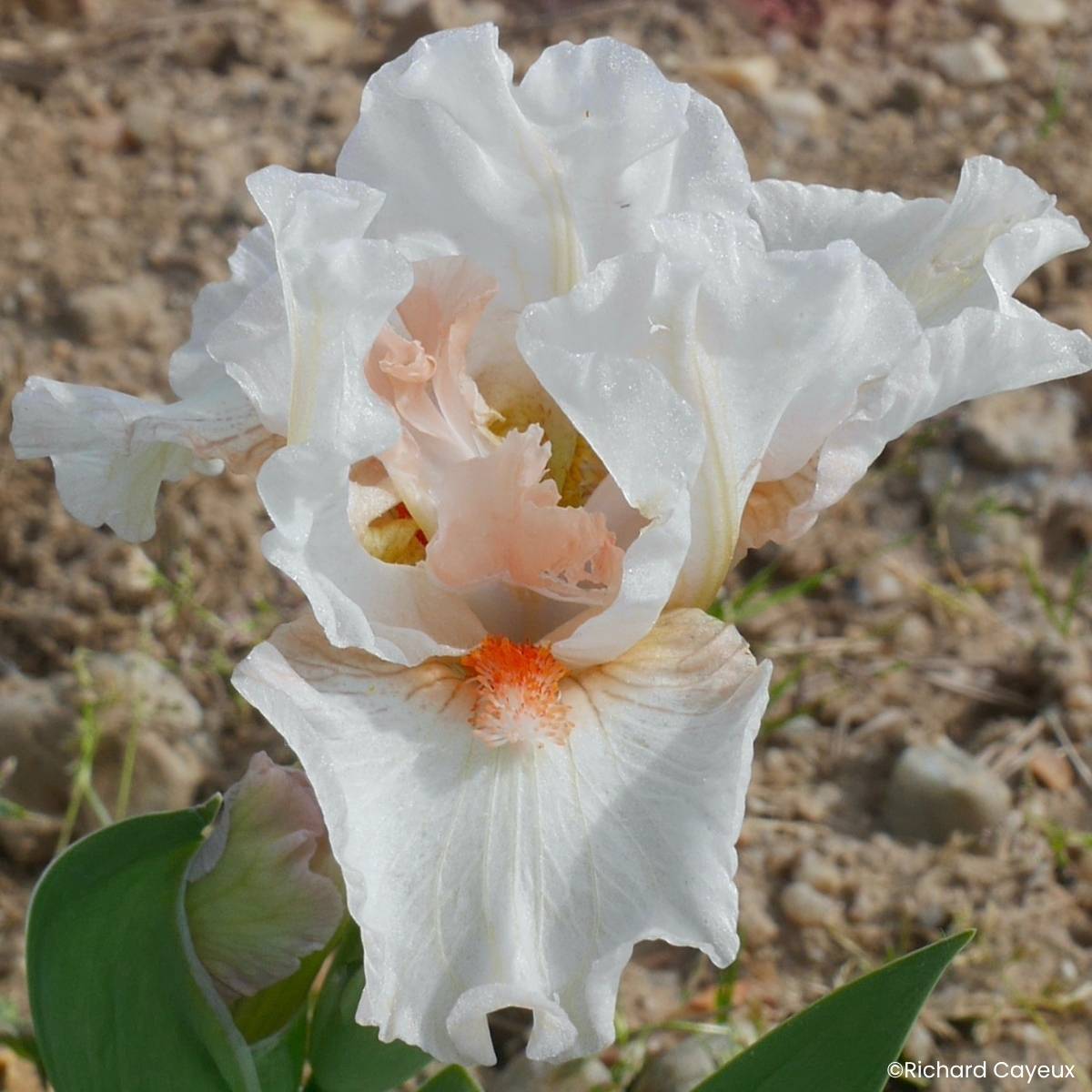 Promesse de Fleurs - Iris germanica It's A Small World - Iris des Jardins Lilliput Rhizome
