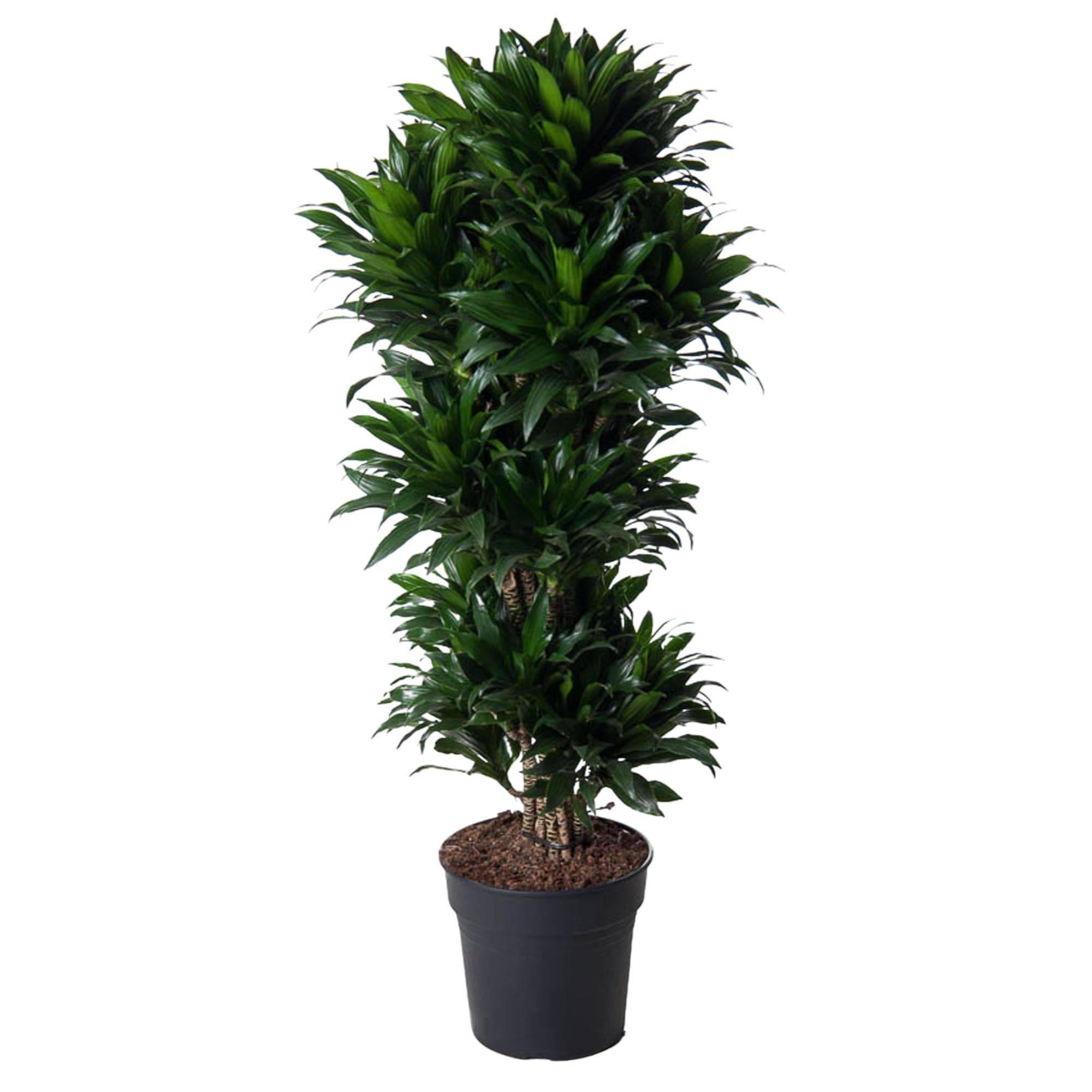 La Green Touch - Dracaena Compacte ramifié - 140 cm - ø31 140cm - Plante d'intérieur- La Green Touch - Image 2