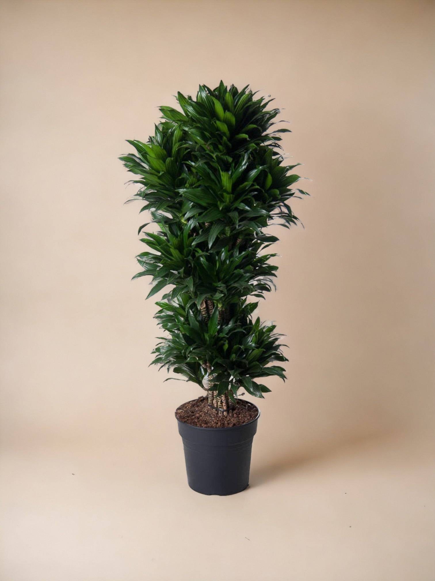 La Green Touch - Dracaena Compacte ramifié - 140 cm - ø31 140cm - Plante d'intérieur- La Green Touch - Image 3