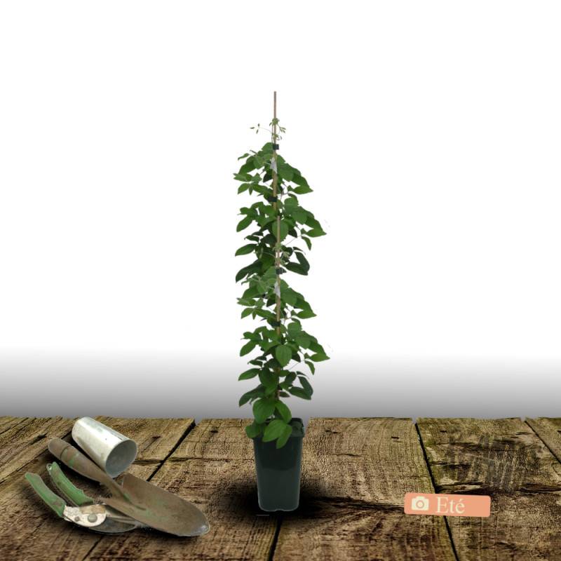 Clématite florida Welcome Home® 'Zo24025' à fleurs Violette - feuillage Caduc - Pot de 2L - Tuteur bambou 60/90 cm-  hauteur à maturité De 1,00 m à 1, - Image 4