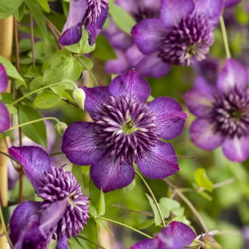Clématite florida Welcome Home® 'Zo24025' à fleurs Violette - feuillage Caduc - Pot de 2L - Tuteur bambou 60/90 cm-  hauteur à maturité De 1,00 m à 1, - Image 1