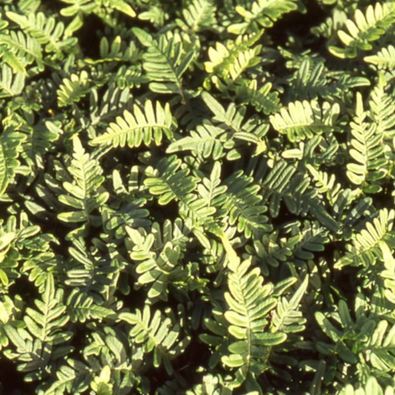 Polypode commun - Godet - 5/20 cm