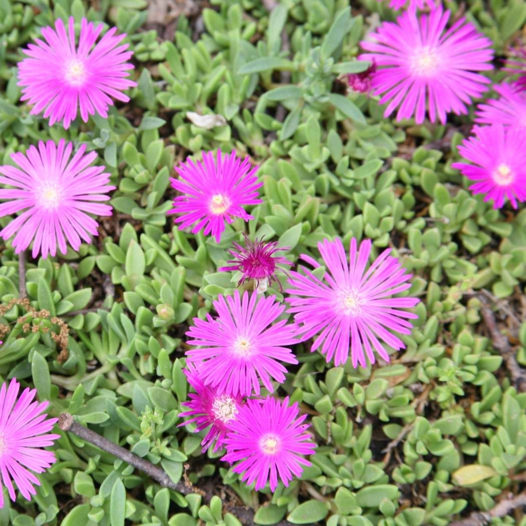 Delosperma Table Mountain - Pourpier vivace  Godet de 7/8 cm