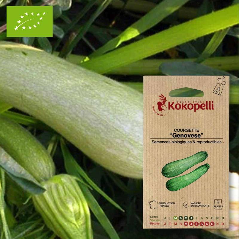 Courgette Genovese- Graines bio à semer - Image 1