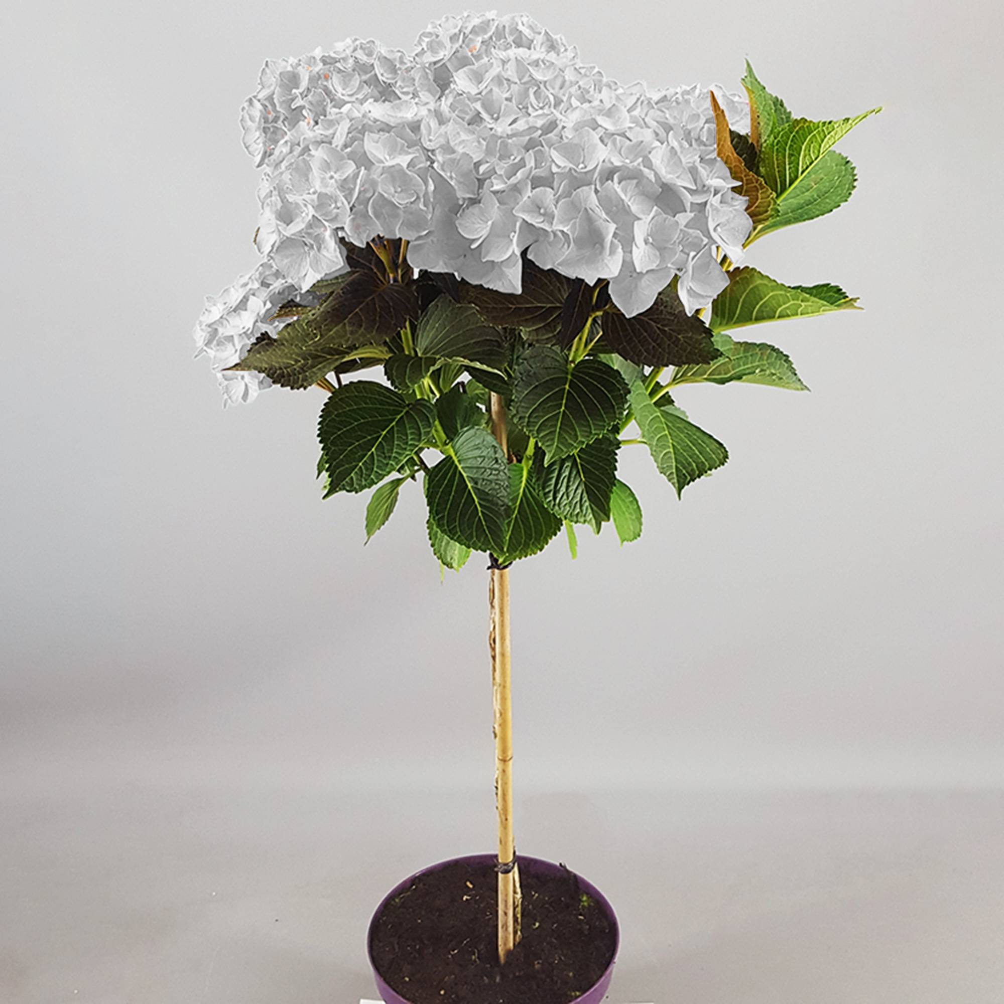 Gardenersdream - Hortensia macrophylla arbre patio blanc, pot 3L, 50-90 cm - parfait pour jardins et terrasses - GardenersDream - Image 3